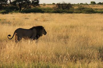 Afrikaanse leeuw met zwarte manen kalahari woestijn van Bobsphotography