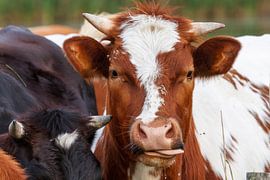 Hollandse koe van Dennis Schaefer