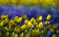 Tulips in yellow and purple
