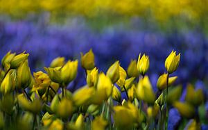 Tulpen in geel en paars van Gerda Hoogerwerf
