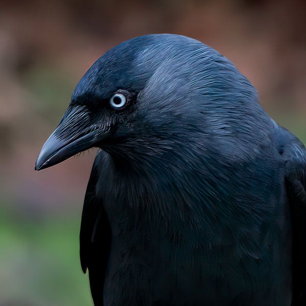 Mâcher ou portrait de corbeau par Klaartje Majoor