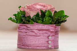 Rosea rosa amor by Photoart-Naegele