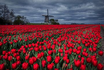 Red tulips in front of Berkemeer mill by peterheinspictures