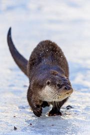 Otter (Lutra lutra) by Dirk Rüter