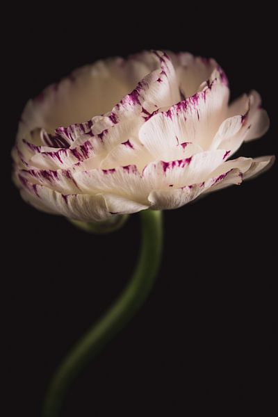 Kunst Ranunkel von Sandra Hazes