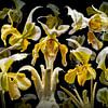 Orchidea Asparagus van Olaf Bruhn