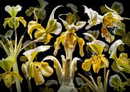 Orchidea Asparagus von Olaf Bruhn Miniaturansicht