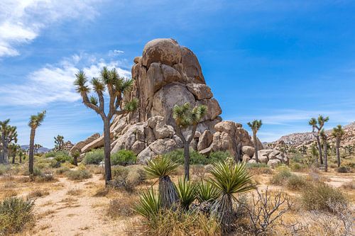 Roadside Rock, Joshua Tree National Park