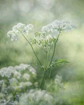 Simplicity by Richard Kalkman fotografie