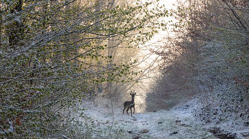 Ree in de sneeuw van Astrid Strategier