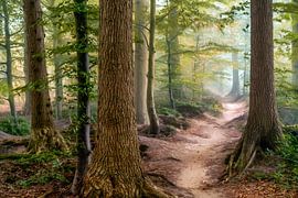 Path of Merdien by Lars van de Goor