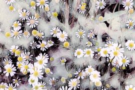 Flowering camomile by Patricia Piotrak