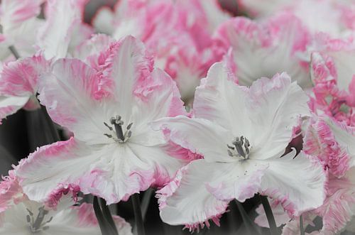 Dutch tulips in full bloom /Dutch Tulips in full bloom