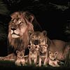 leeuwen gezin met 4 welpen van Bert Hooijer