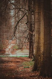 La route qui traverse la forêt de Sonian