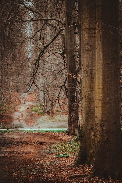 The road through the Sonian Forest forest by Robby's fotografie