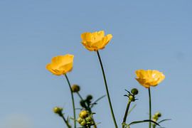 Buttercup by Myrthe Vlasveld