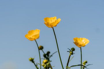 Boterbloem van Myrthe Vlasveld