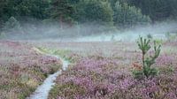 fog on the moors