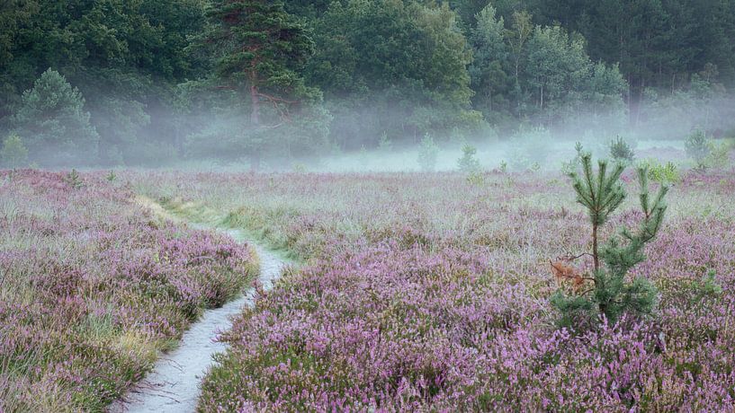 fog on the moors by rob creemers