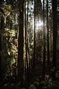 Forests on an island in the Azores by Dayenne van Peperstraten thumbnail
