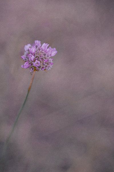 LILA // pluie violette par Rita Kuenen