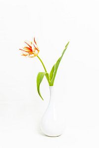 Eine weiß/rote Tulpe in weißer Vase von Karin Riethoven