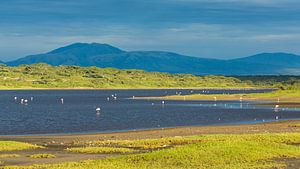 Flamingos in Lake Ndutu