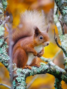 Écureuil dans une scène d'automne