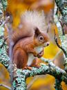 Eekhoorn in herfsttafereel van Pascal Raymond Dorland thumbnail