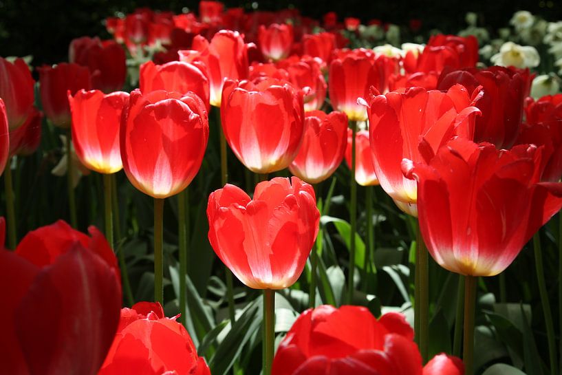 Tulipes rouges par LIES fotografie
