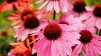 Flowerpower