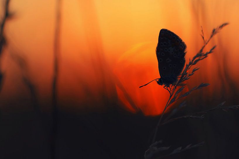 Gevangen in de zon by Remco Stunnenberg