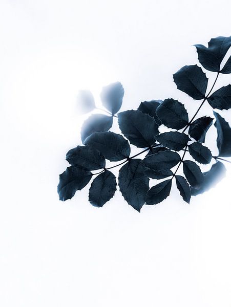 Green leaves by Maria Almyra