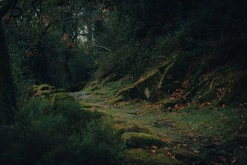 Herbstlicher Waldweg in den Bergen von Bart Hageman Photography