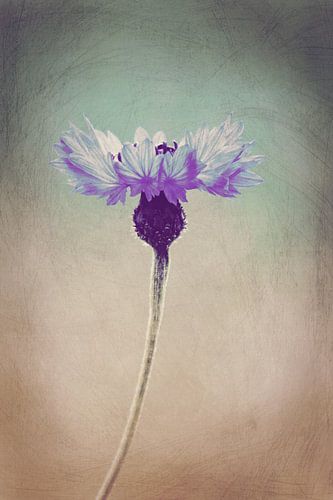 Kornblume sur ines meyer