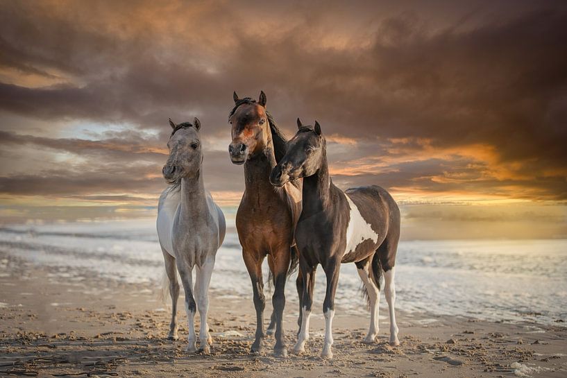 Horses (3 stallions) with sunset on the beach by ingrid schot