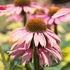 Bloeiende Echinacea of Zonnehoed van Danielle Roeleveld