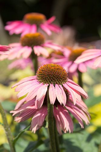 Bloeiende Echinacea of Zonnehoed