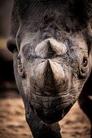 Neushoorn