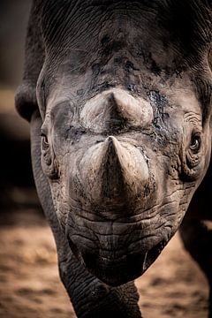 Neushoorn