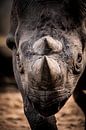 Neushoorn van Design Wall Arts thumbnail