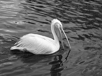 Pélican en noir et blanc.