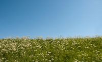 groen gras en blauwe lucht van ChrisWillemsen thumbnail