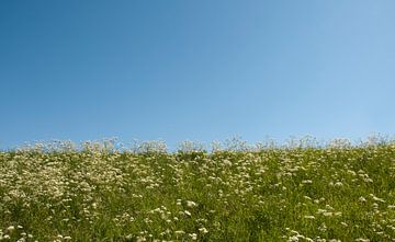 groen gras en blauwe lucht