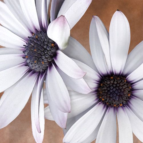 Spanish Daisy flower with a bright centre