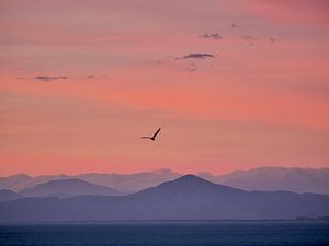 Kleurrijke zonsondergang met vogel