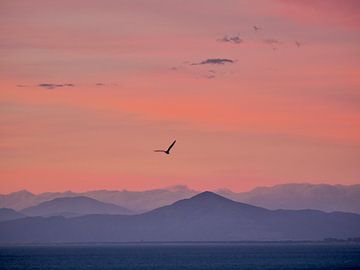 Kleurrijke zonsondergang met vogel van Judith van Wijk