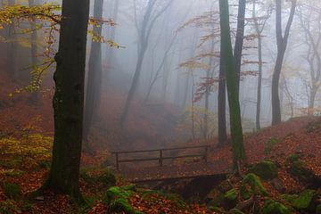 Herfst in het Mullerthal in Luxemburg van Paul Begijn