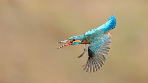 kingfisher
